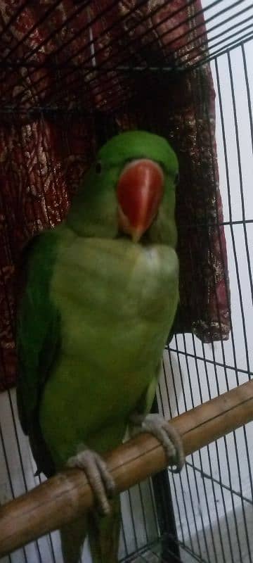 Female Raw parrot For sale Urjent sale full active nd healthy 8