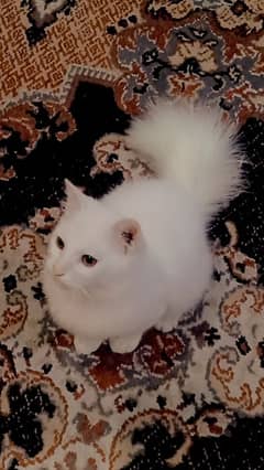 8000 male  Persian kitten triple coat