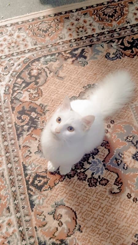 8000 male  Persian kitten triple coat 1