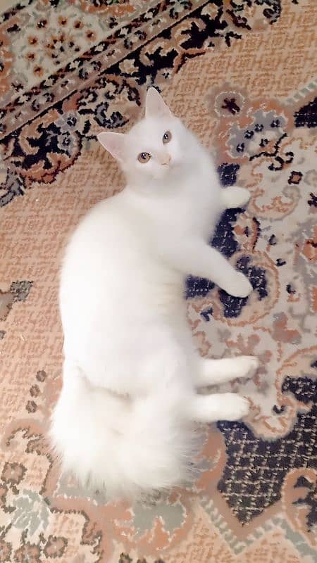 8000 male  Persian kitten triple coat 2