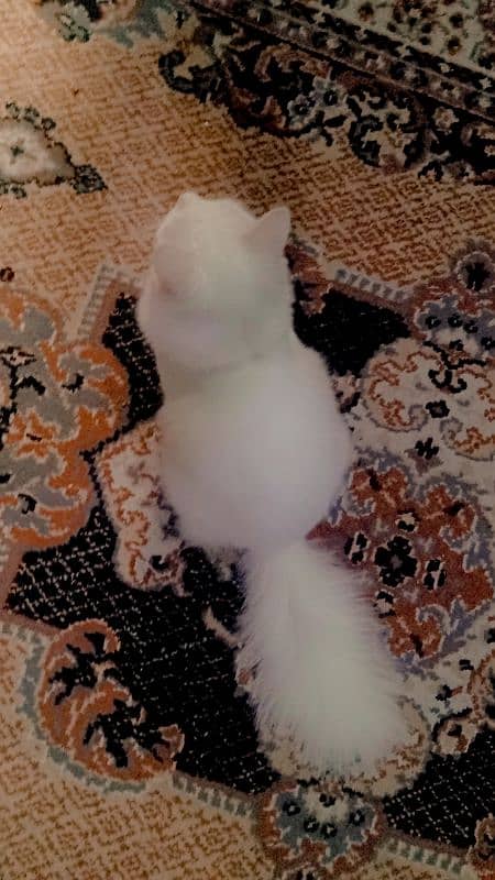 8000 male  Persian kitten triple coat 4