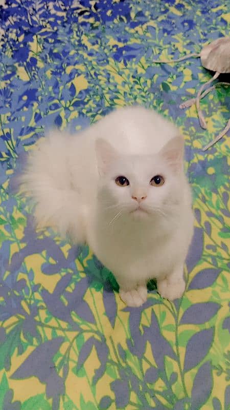 8000 male  Persian kitten triple coat 9