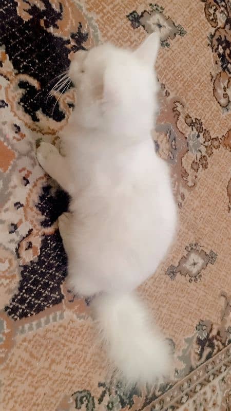 8000 male  Persian kitten triple coat 10