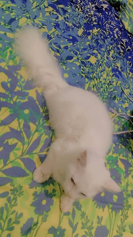 8000 male  Persian kitten triple coat 11