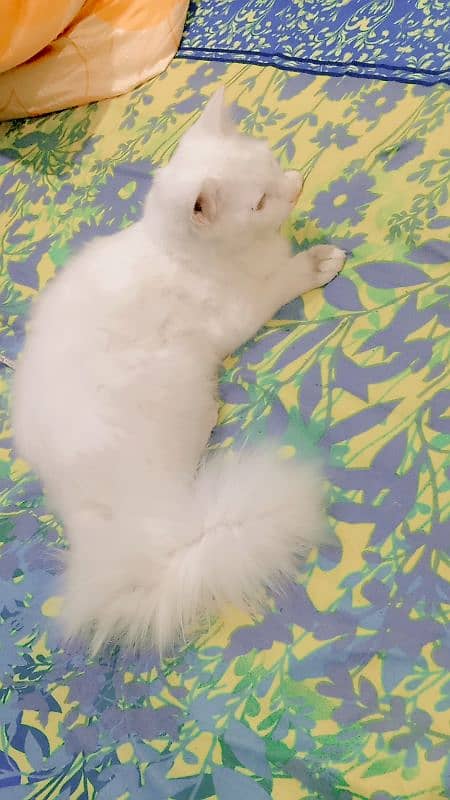 8000 male  Persian kitten triple coat 13