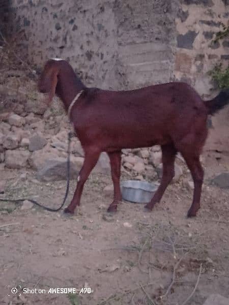 Goat for sale everything is okay (Age=11 month) /Whatsapp 03499278957 1