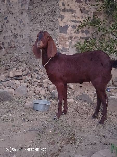 Goat for sale everything is okay (Age=11 month) /Whatsapp 03499278957 2