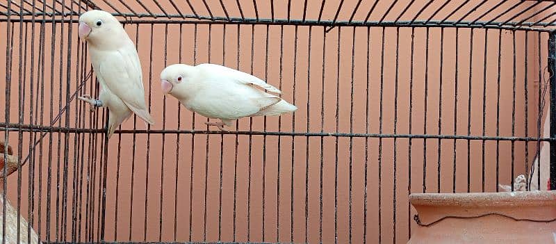 Lovebirds breeding setup for sale 1