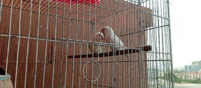 Lovebirds breeding setup for sale 2