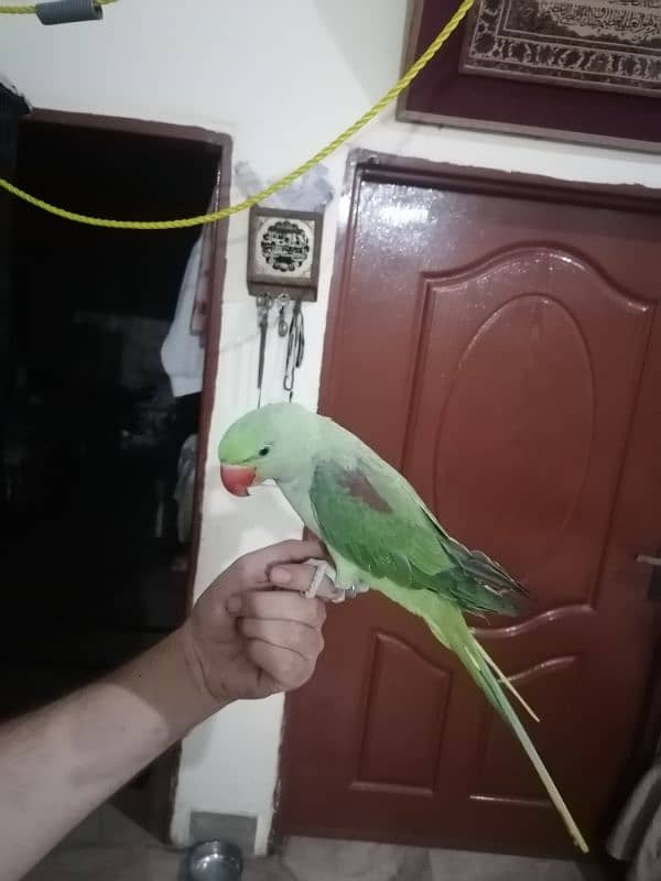 tame raw parrots whatsapp 03220433413 3