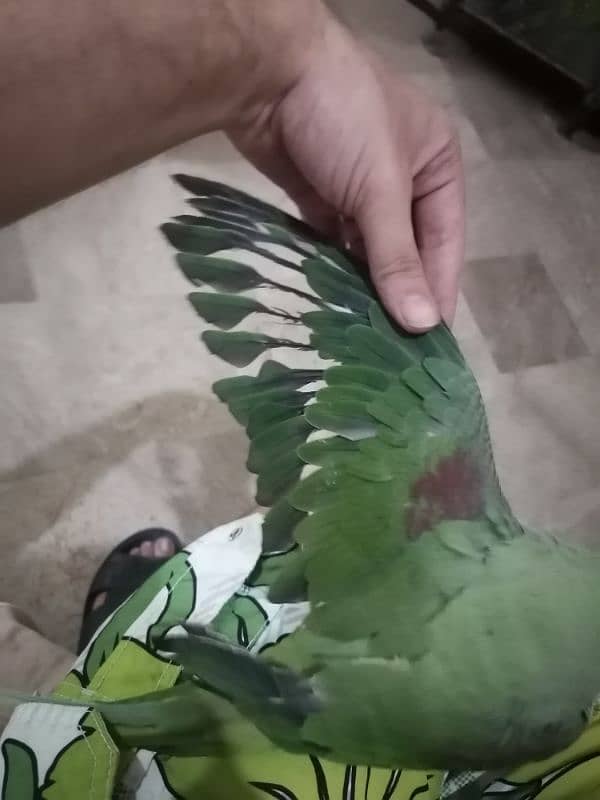 tame raw parrots whatsapp 03220433413 4