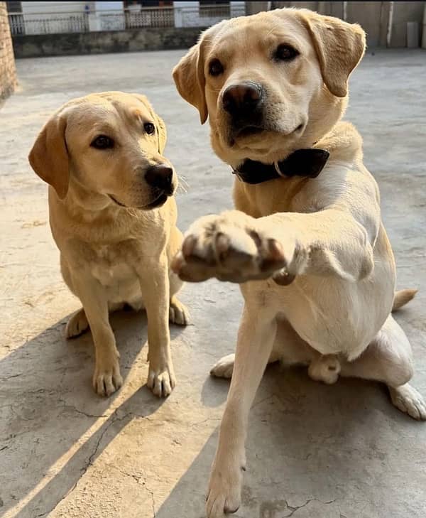 Vaccinated Labrador Female Puppies 1