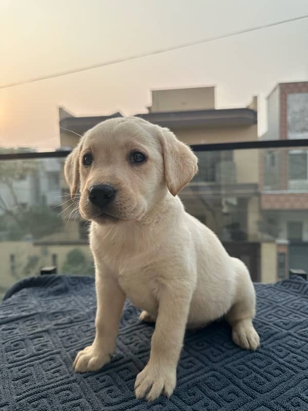 Vaccinated Labrador Female Puppies 2