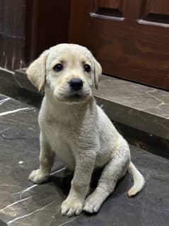 Vaccinated Labrador Female Puppies