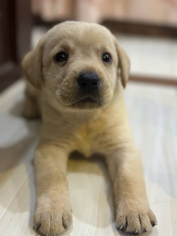 Vaccinated Labrador Female Puppies 3