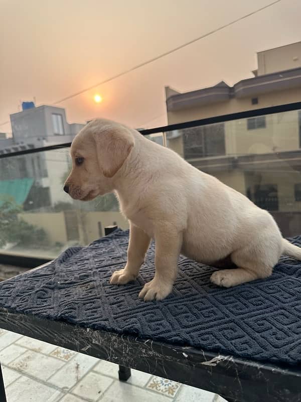 Vaccinated Labrador Female Puppies 4