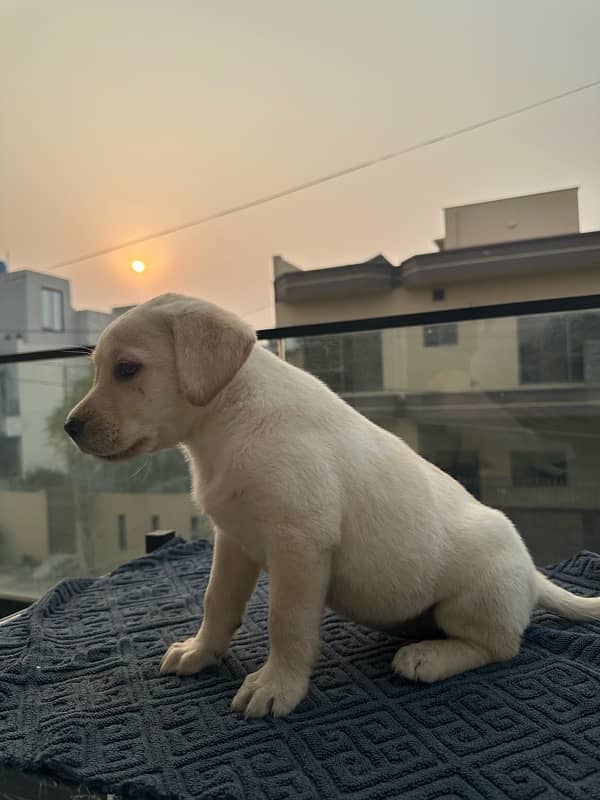 Vaccinated Labrador Female Puppies 6