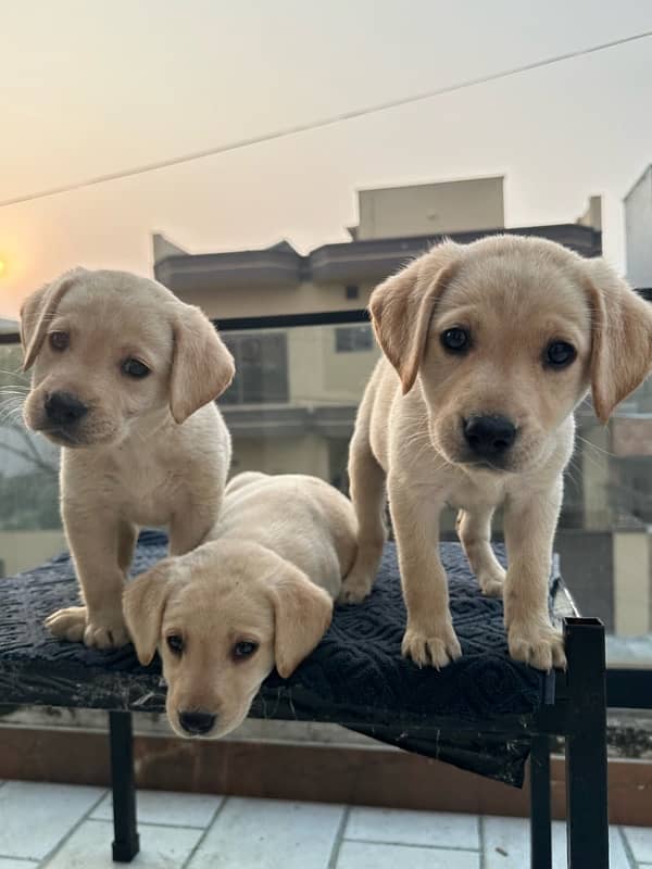 Vaccinated Labrador Female Puppies 7