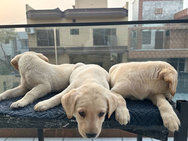 Vaccinated Labrador Female Puppies 8