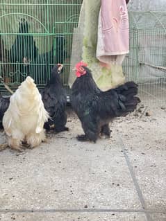 black blue white bantam