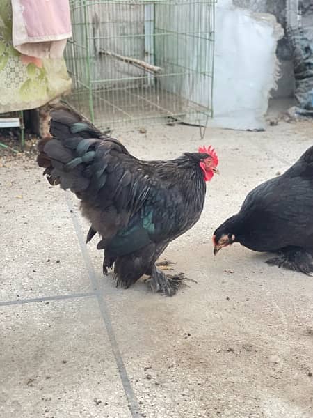 black blue white bantam 3