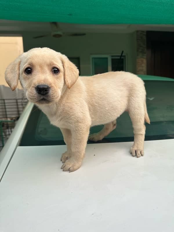 Vaccinated Labrador Female Puppies 11