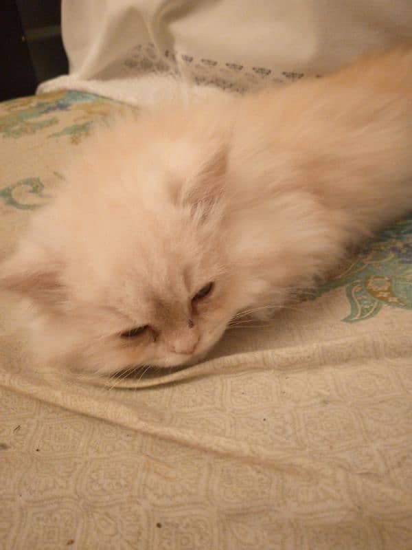 pure persian kitten 0