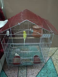 budgies breadr pair with cage and acer for sale