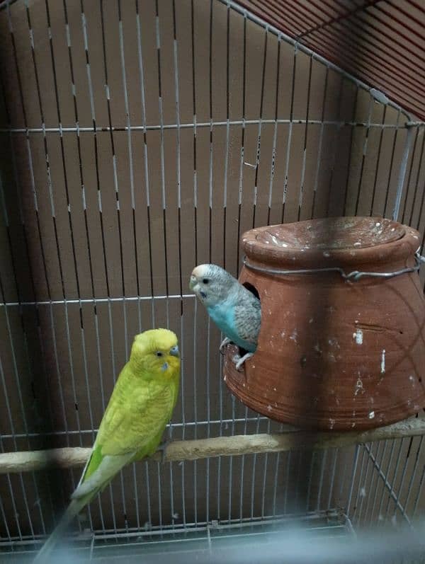 budgies breadr pair with cage and acer for sale 1