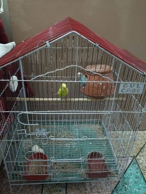 budgies breadr pair with cage and acer for sale 2