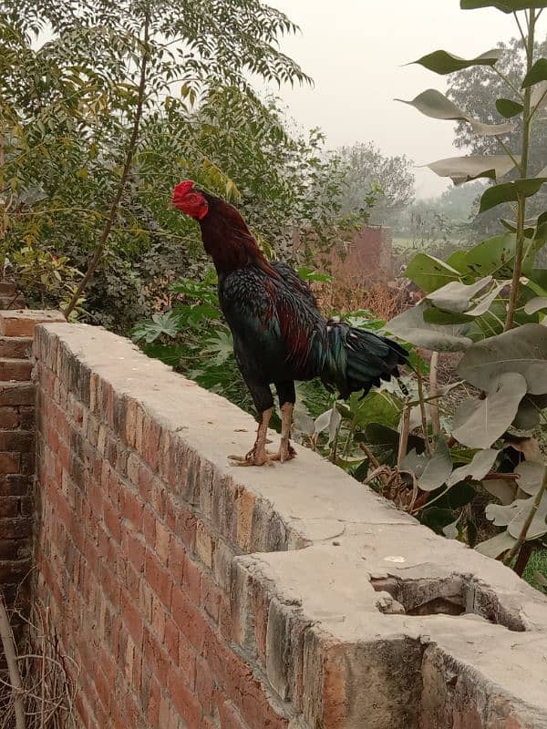 Thai X Pakistani Aseel Murgha 0