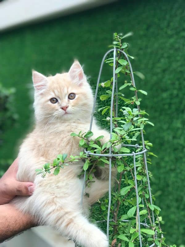 PERSIAN MALE KITTEN 0