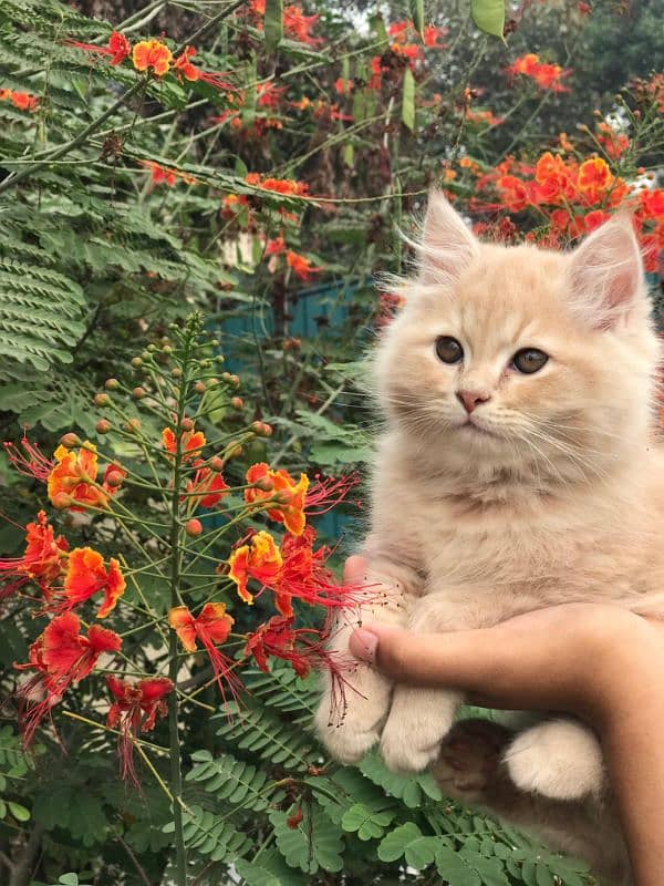 PERSIAN MALE KITTEN 1