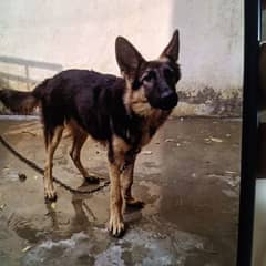 required German shepherd female