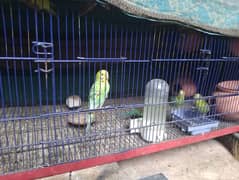 Breeder budgies