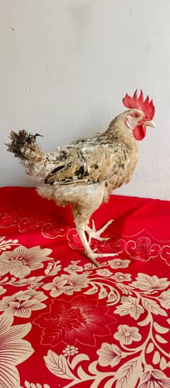 cock