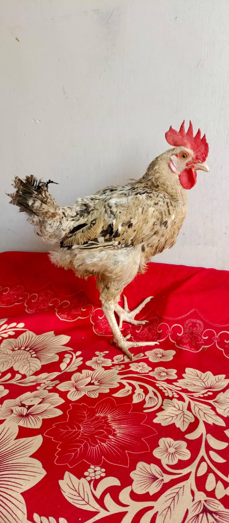 cock for sale 0