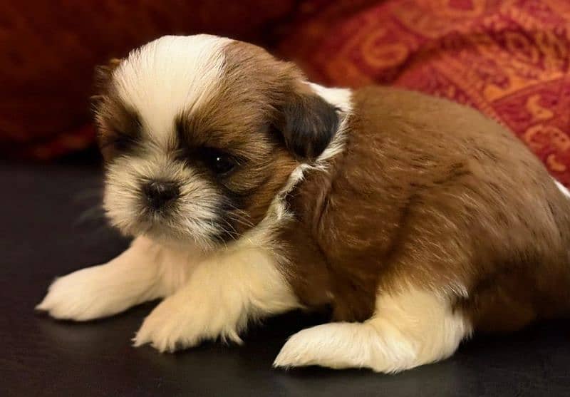 Shih Tzu / Shihtzu pedigreed  puppy 0