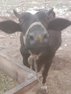 cow