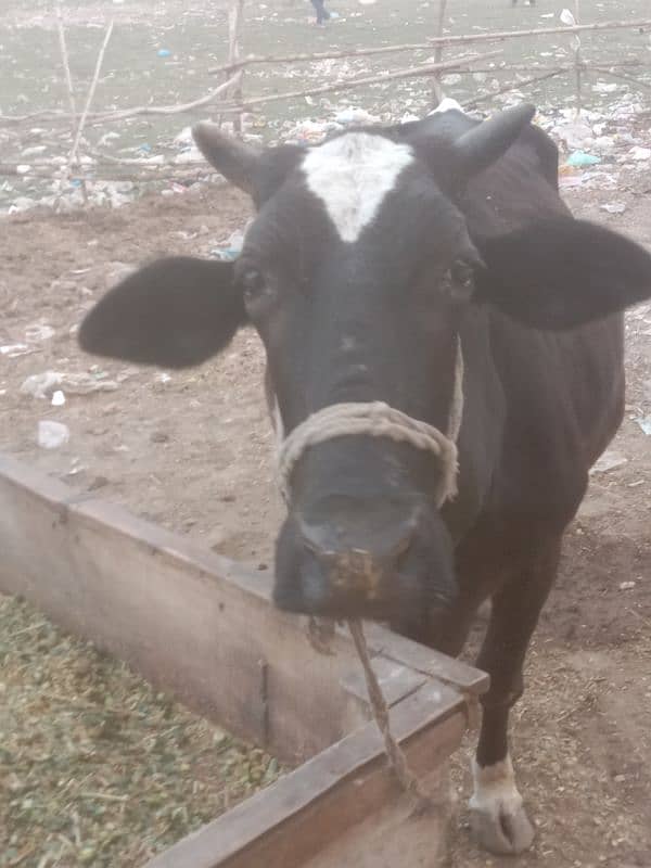 cow  vilatian 1