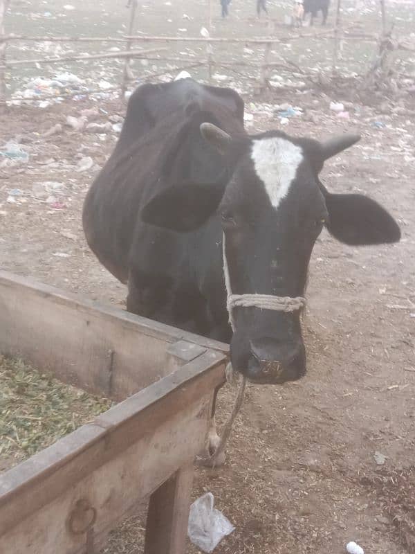 cow  vilatian 2