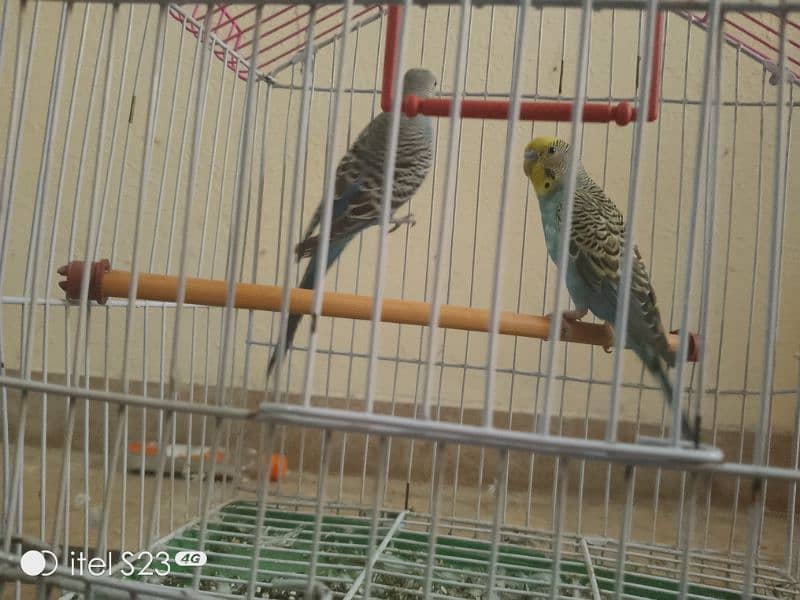 budgie parrot with cage for sale 0