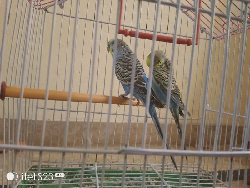 budgie parrot with cage for sale 1