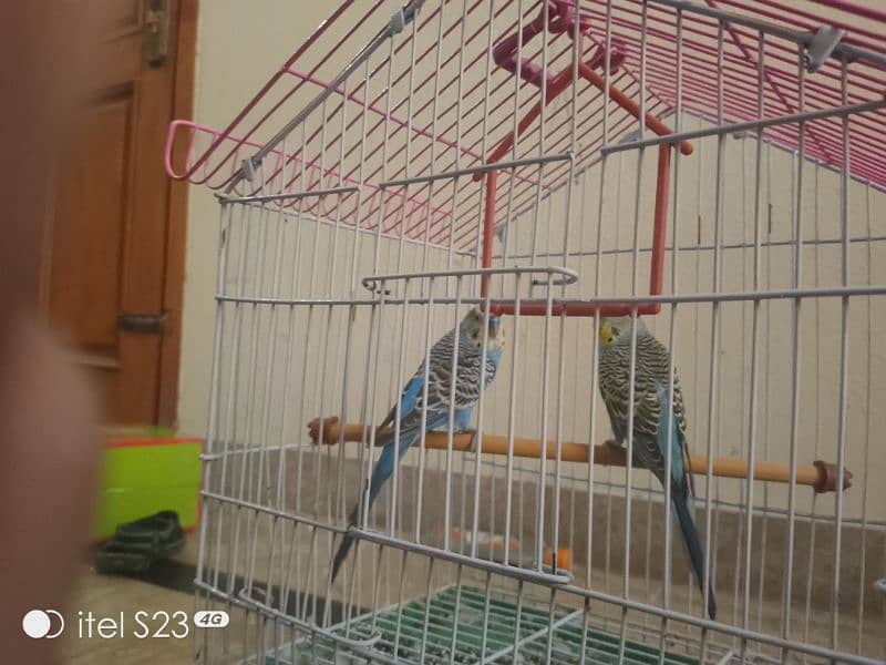 budgie parrot with cage for sale 2