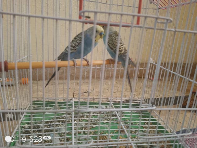 budgie parrot with cage for sale 4