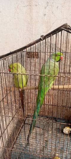 Bolna wala parrot