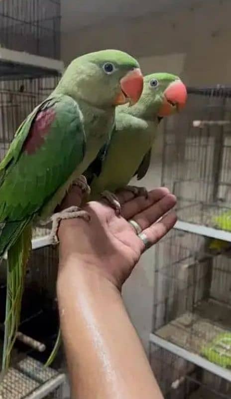 tame raw parrots whatsapp 03220433413 0