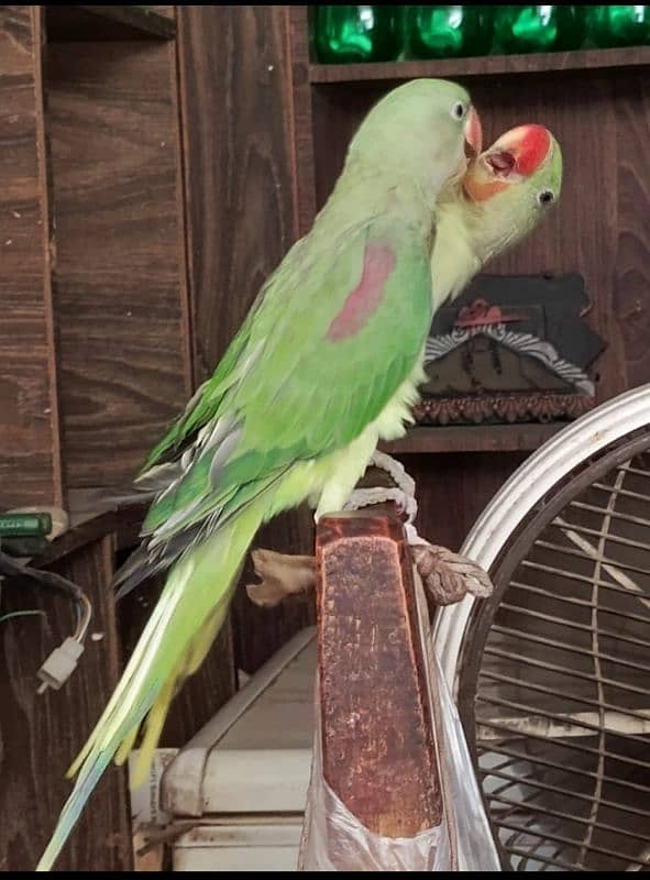 tame raw parrots whatsapp 03220433413 1