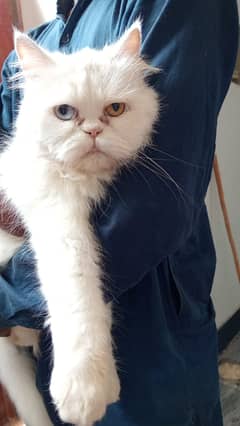 Persian female cat