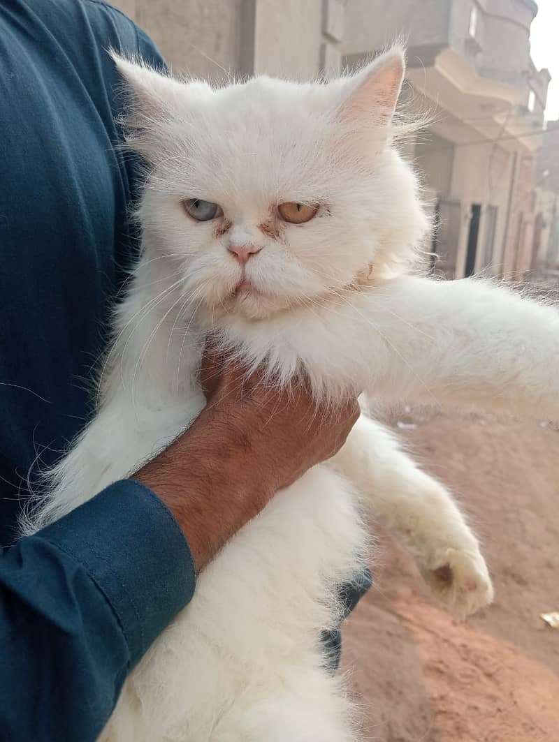 Persian female cat 1